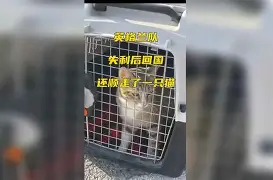 汉堡 king 汉堡 king